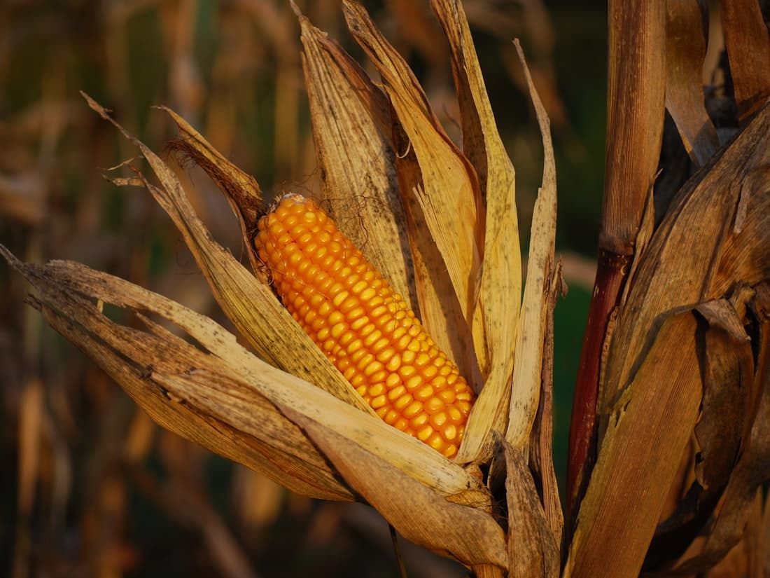 Corn for export
