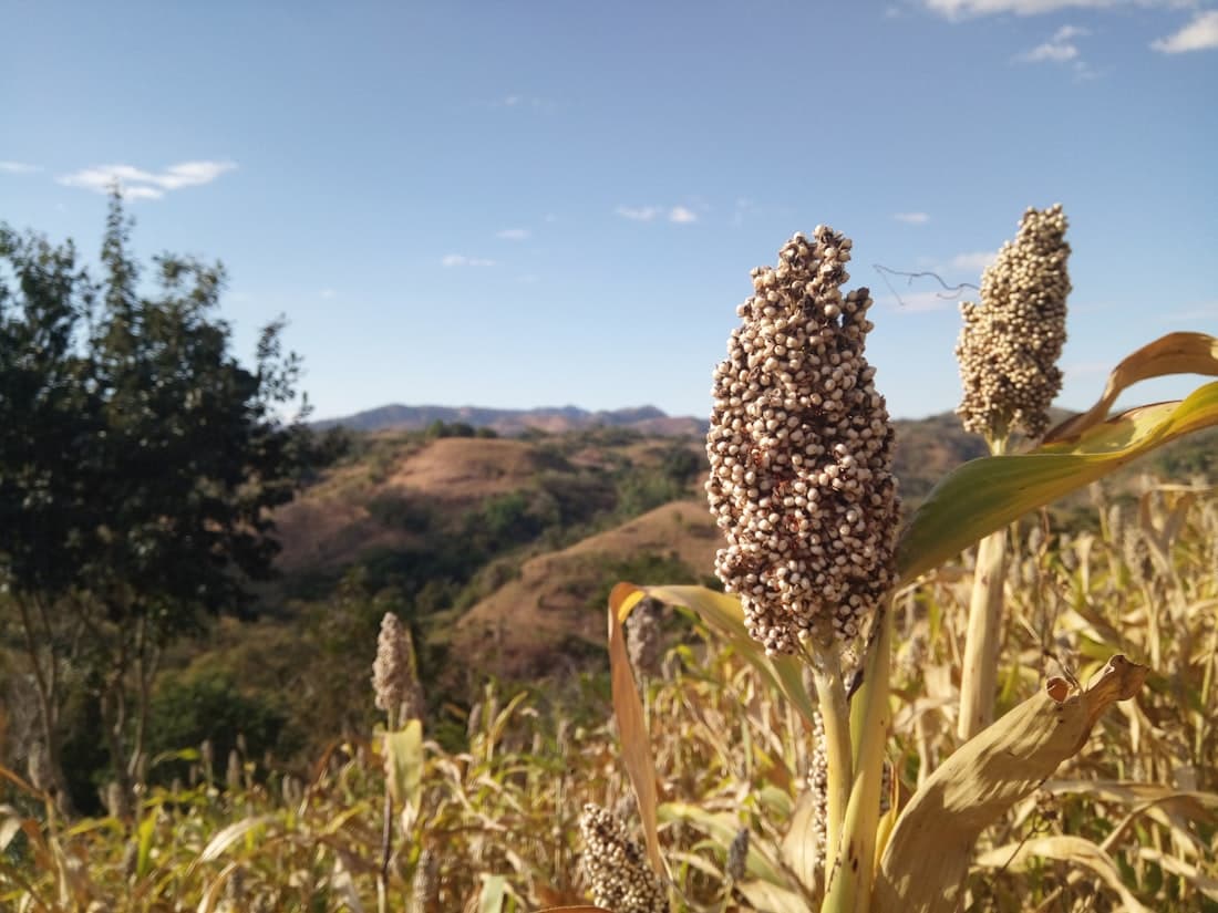 Sorghum for export